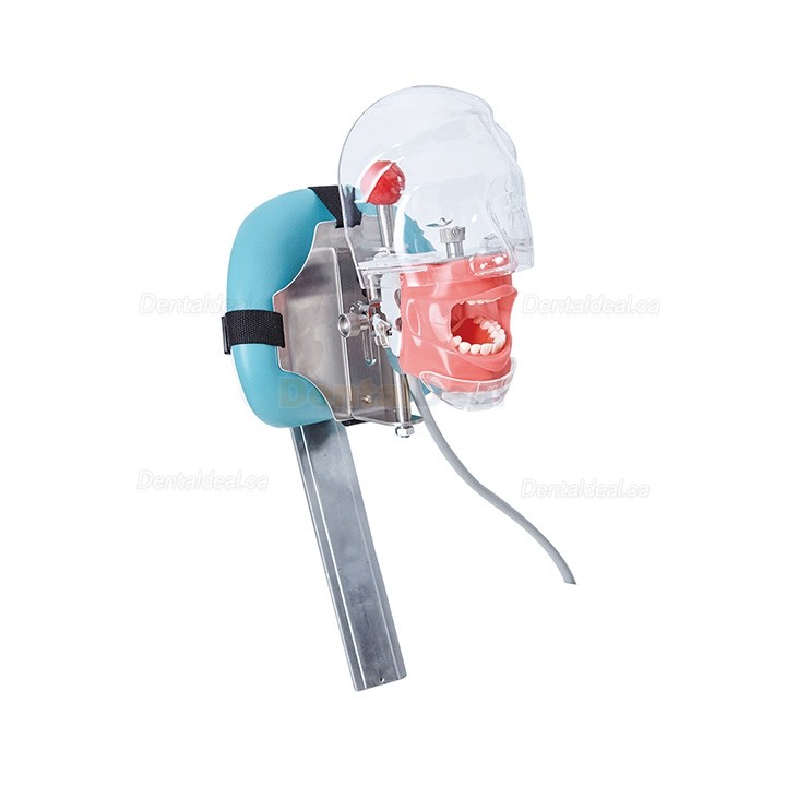 Jingle C6-3 Dental Phantom Manikin Head Compatible with Nissin Kilgore